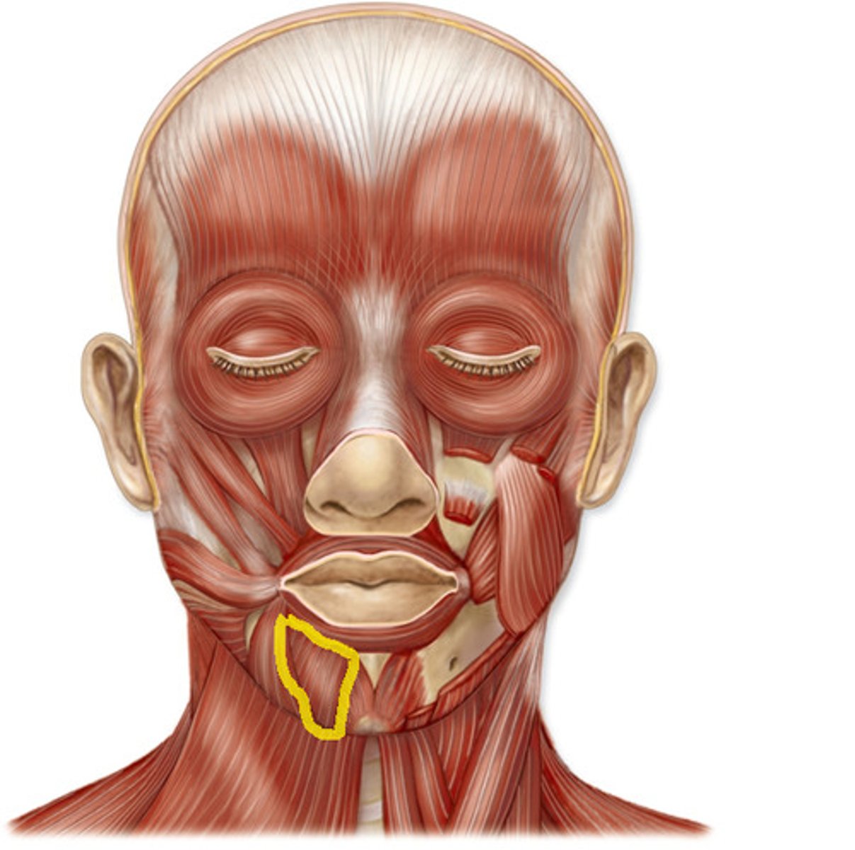 <p>Origin: inferior margin of the mandible</p><p>Insertion: orbicularis oris muscle</p><p>Action: depresses lower lip</p>