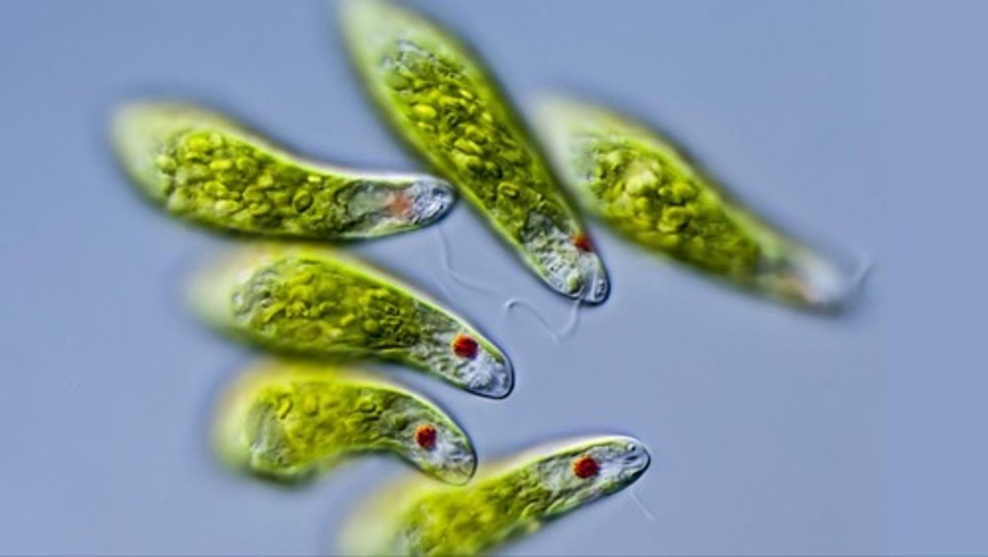 <p>Organism with chloroplasts surrounded by three membranes. Example of secondary endosymbiosis</p>