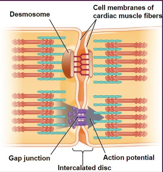 <p>1) desmosome</p><p>2) gap junction</p><p>together they form the <u>functional syncitia</u> → contract as single unit</p>