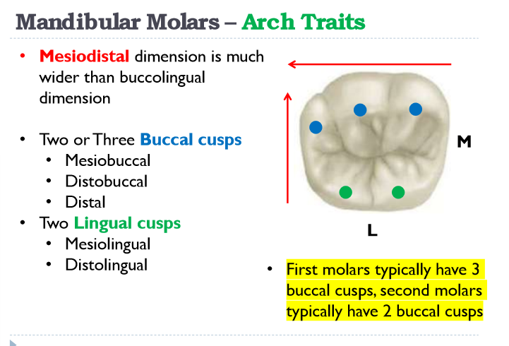 <p>-mesiobuccal</p><p>-distobuccal</p><p>-distal</p><p>-mesiolingual</p><p>-distolingual</p>