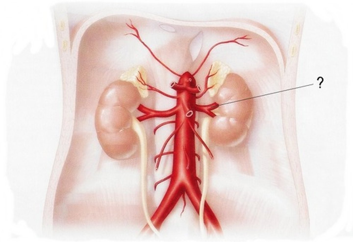<p>- Carries blood to the kidneys</p><p>- Carries 1/4 of the blood from the heart, 1/8 to each kidney</p><p>- Efficient filtration -&gt; 1.2L/ minute</p>