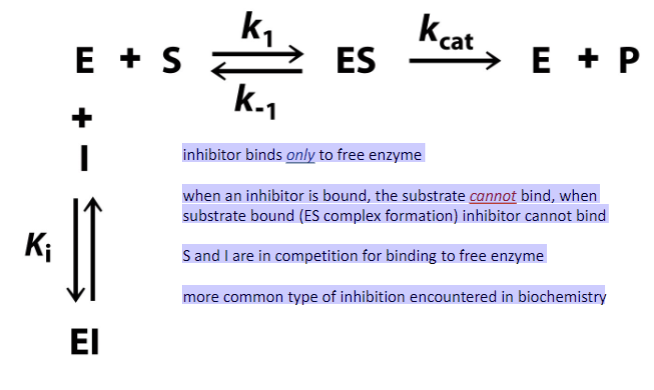 <ul><li><p><span style="font-family: sans-serif">binding of inhibitor prevents binding of substrate</span></p></li><li><p><span style="font-family: sans-serif">inhibitor binds only to free enzyme</span></p></li><li><p><span style="font-family: sans-serif">when an inhibitor is bound, substrate cannot bind, </span></p></li><li><p><span style="font-family: sans-serif">when substrate bound (ES complex formation) inhibitor cannot bind</span></p></li><li><p><span style="font-family: sans-serif">S and I are in competition for binding to free enzyme</span></p></li><li><p><span style="font-family: sans-serif">more common type </span></p></li></ul>