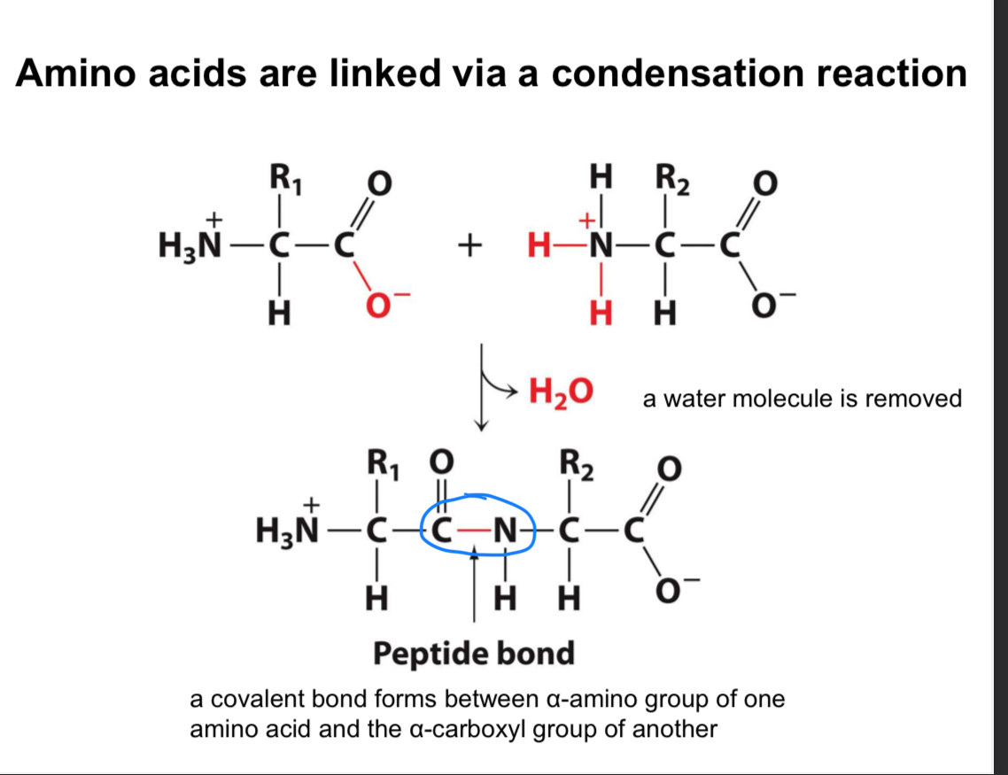 <p>A peptide bond is a covalent bond that links amino acids together, formed through a dehydration (removal of water) reaction between the amino group (NH3+) of one amino acid and the carboxyl group (COO-) of another. </p>