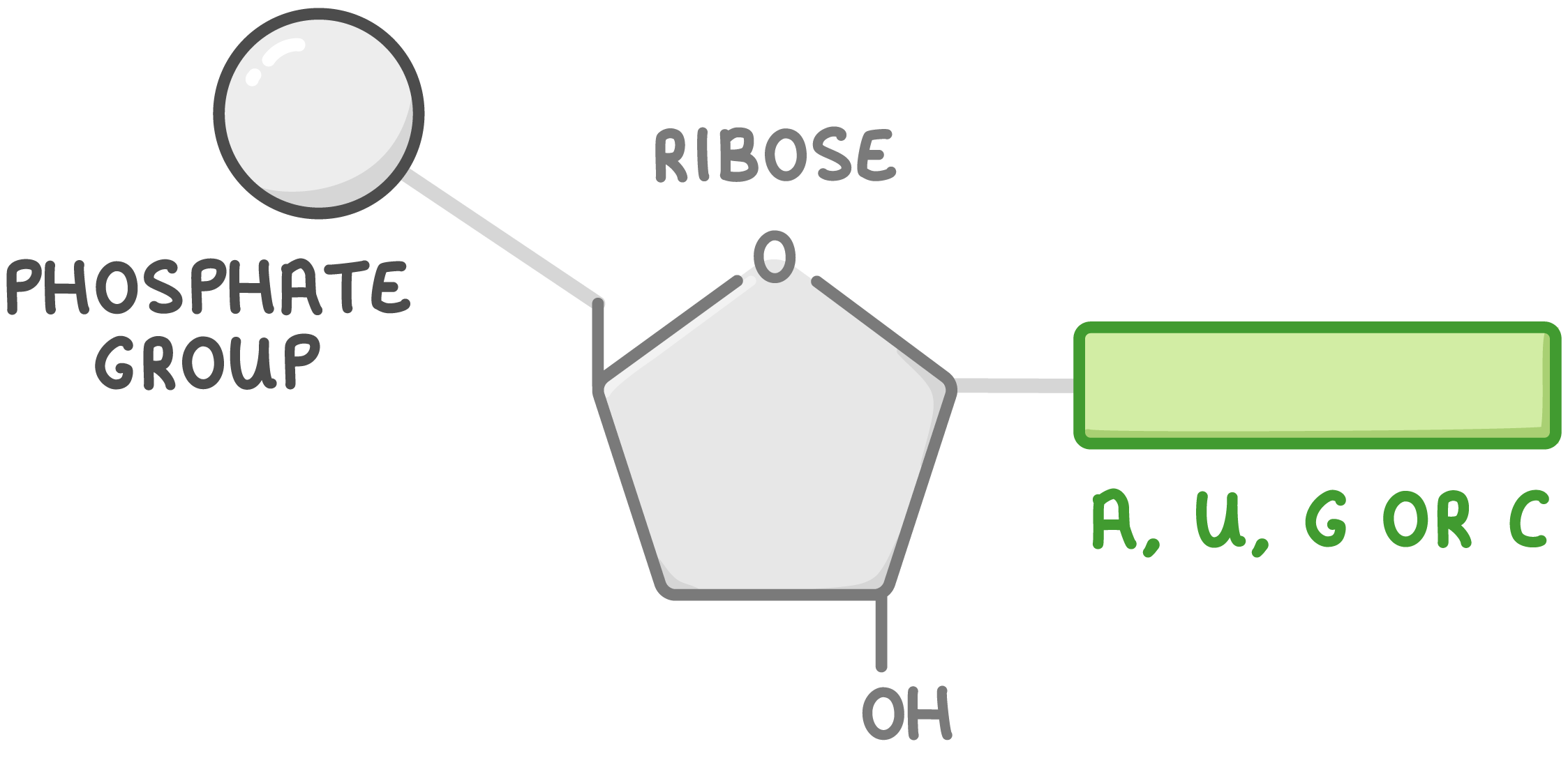 <p>ribose sugar, Pi group and organic nitrogenous base of adenine/uracil/guanine/cytosine</p>