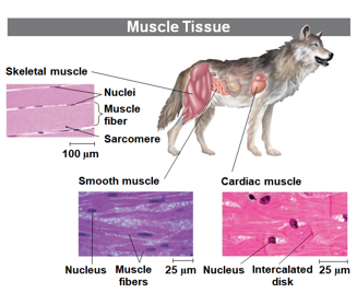<ul><li><p>Skeletal: Is responsible for voluntary movement, also called striated muscle.</p></li><li><p>Smooth: Is responsible for involuntary body activities.</p></li><li><p>Cardiac: Is responsible for the contraction of the heart.</p></li></ul>