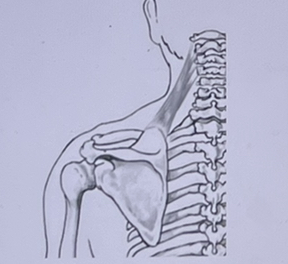 What muscle is shown in this figure? 