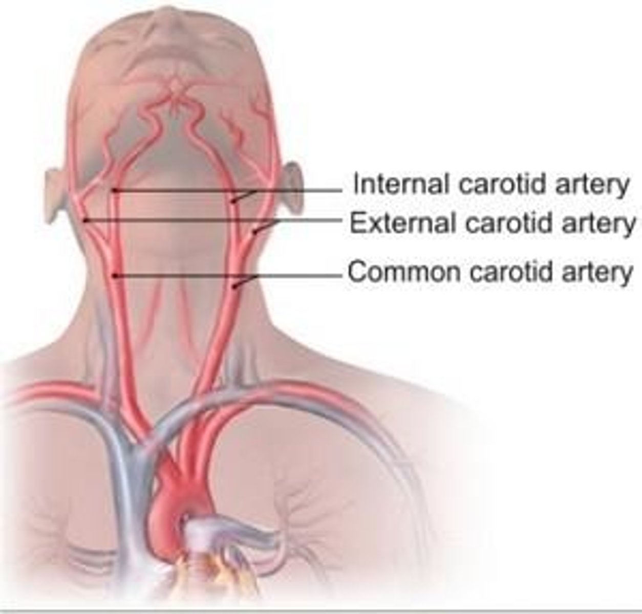 <p>-Left originates from the aortic arch</p><p>-Right arises from the innominate (brachiocephalic) artery</p><p>-Ascend the anterolateral aspect of the neck</p><p>-Lie medial to the internal jugular vein and lateral to the thyroid lobe</p><p>-Course deep to the sternocleidomastoid muscles</p><p>-Typically, no branches</p><p>-Bifurcate into the external and internal carotid arteries</p>