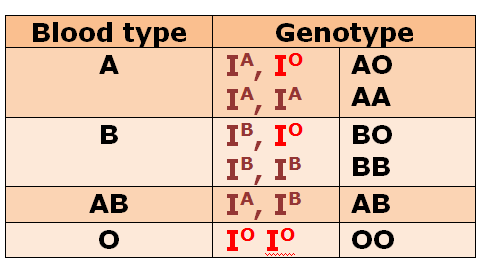 <p>The human blood types are blood type A, B, AB, and O. It is controlled by Codominance and multiple alleles. There are two dominant alleles: I^A and I^B, and one recessive allele: i. </p>