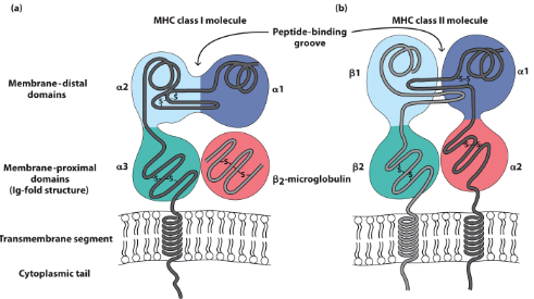 <p>MHC class I </p><ul><li><p>has one alpha chain with 3 domains (alpha is variable)</p></li><li><p>has one beta chain</p></li></ul><p>MHC class II </p><ul><li><p>has one alpha chain with 2 domains</p></li><li><p>has one beta chain with 2 domains</p></li><li><p>alpha domain 1 and beta domain one are variable</p></li></ul><p>*the peptide-binding grooves are where Ag’s will be bound, these grooves differ between MHC1 and MHC2 because their corresponding peptides differ</p><p>*alpha gene is encoded in MHC locus and varies from person to person</p><p>*the Beta2 microglobulin gene is outside of MHC locus, less variable, more for structure</p>