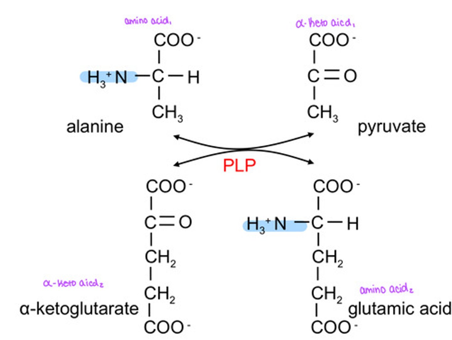 <p>the amino group gets transferred to α-ketoglutarate to replace the carbonyl group and make glutamic acid</p>