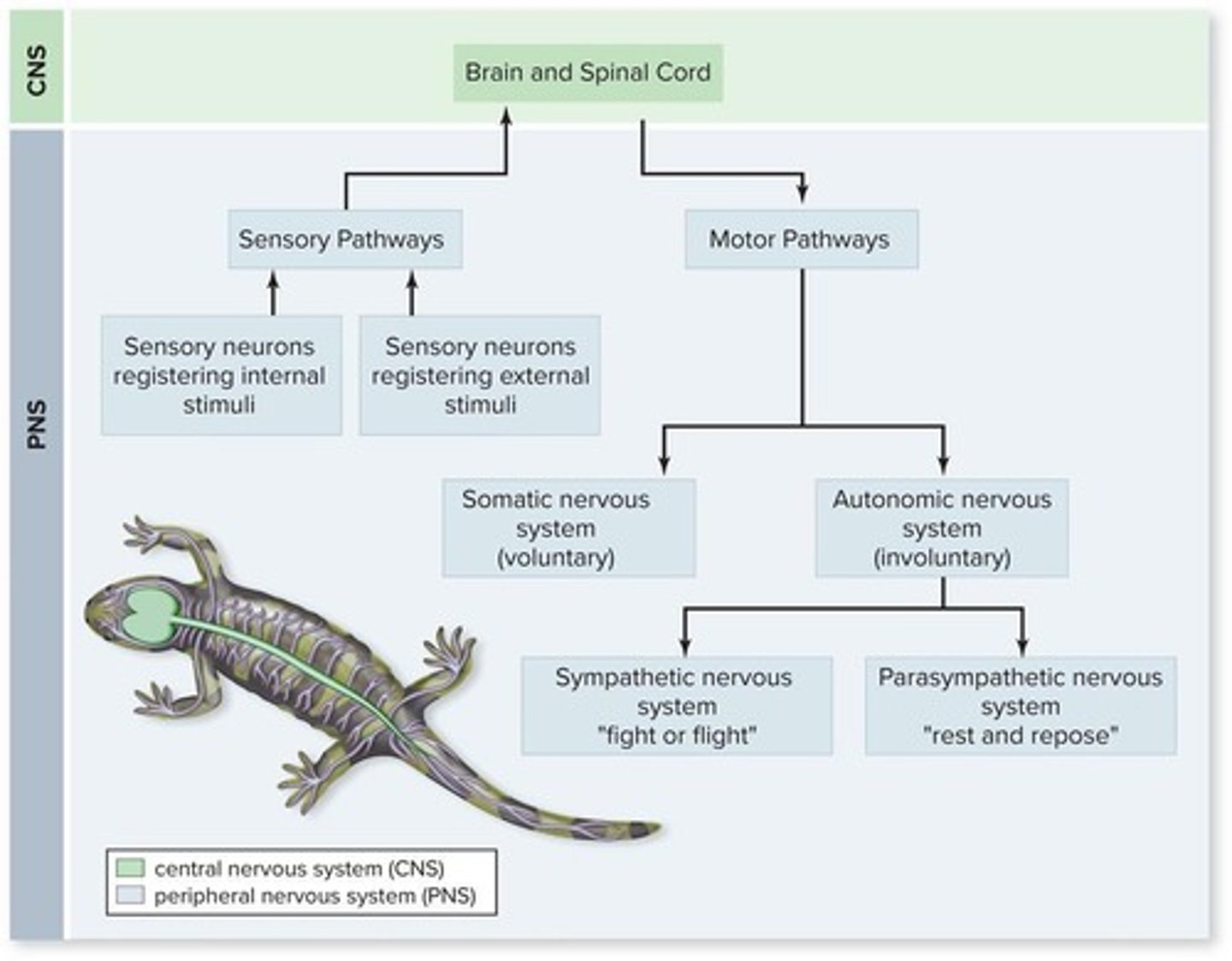 <p>The brain and spinal cord.</p>