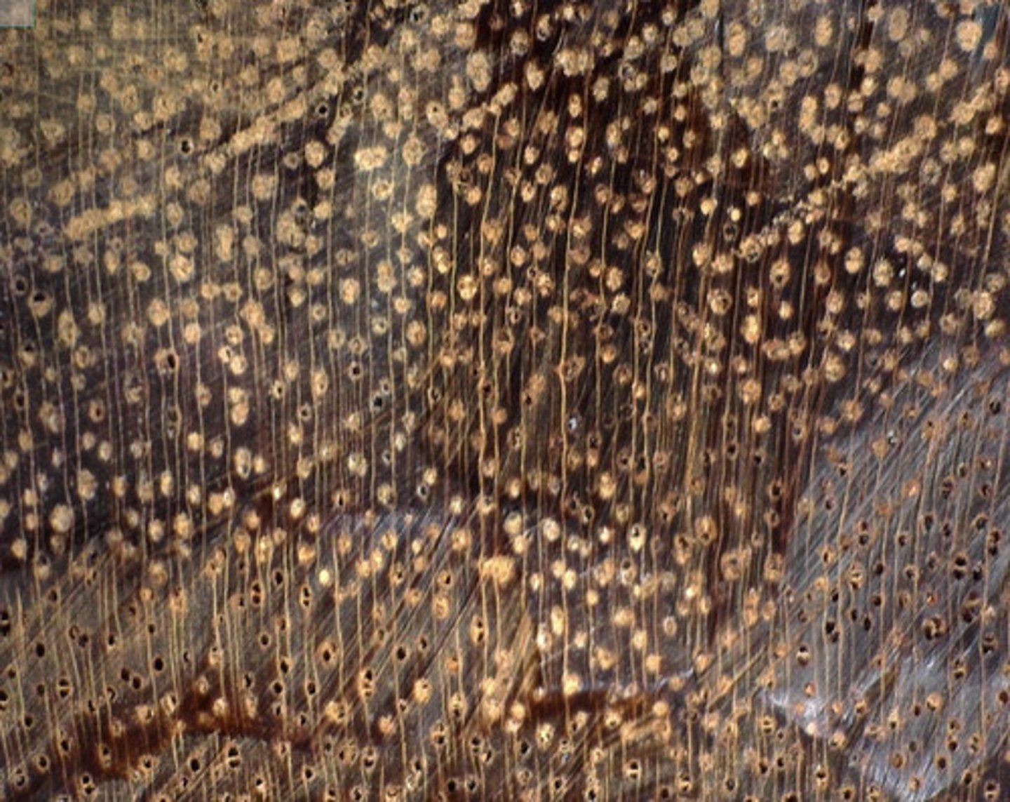 <p>Dark - colored heartwood , small pores with whitish deposits and vasicentric parenchyma</p>