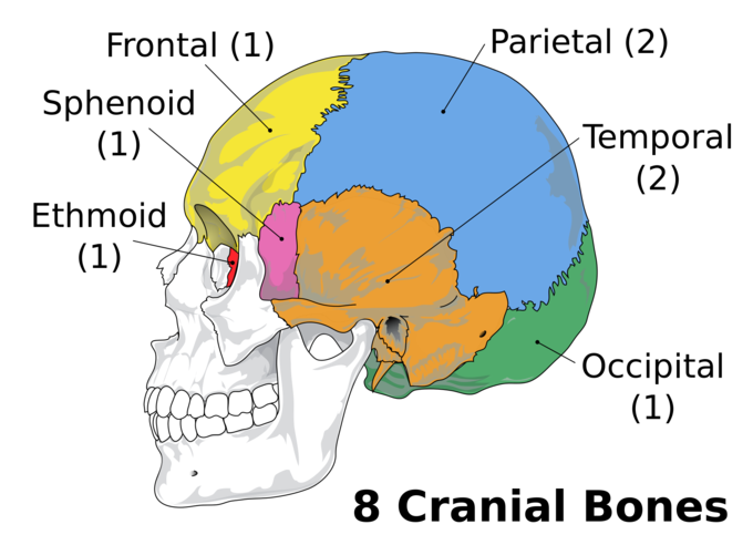 <ul><li><p>the cranium bones (skull) and sutures </p></li><li><p>the facial bones and sinuses </p></li></ul><p></p>