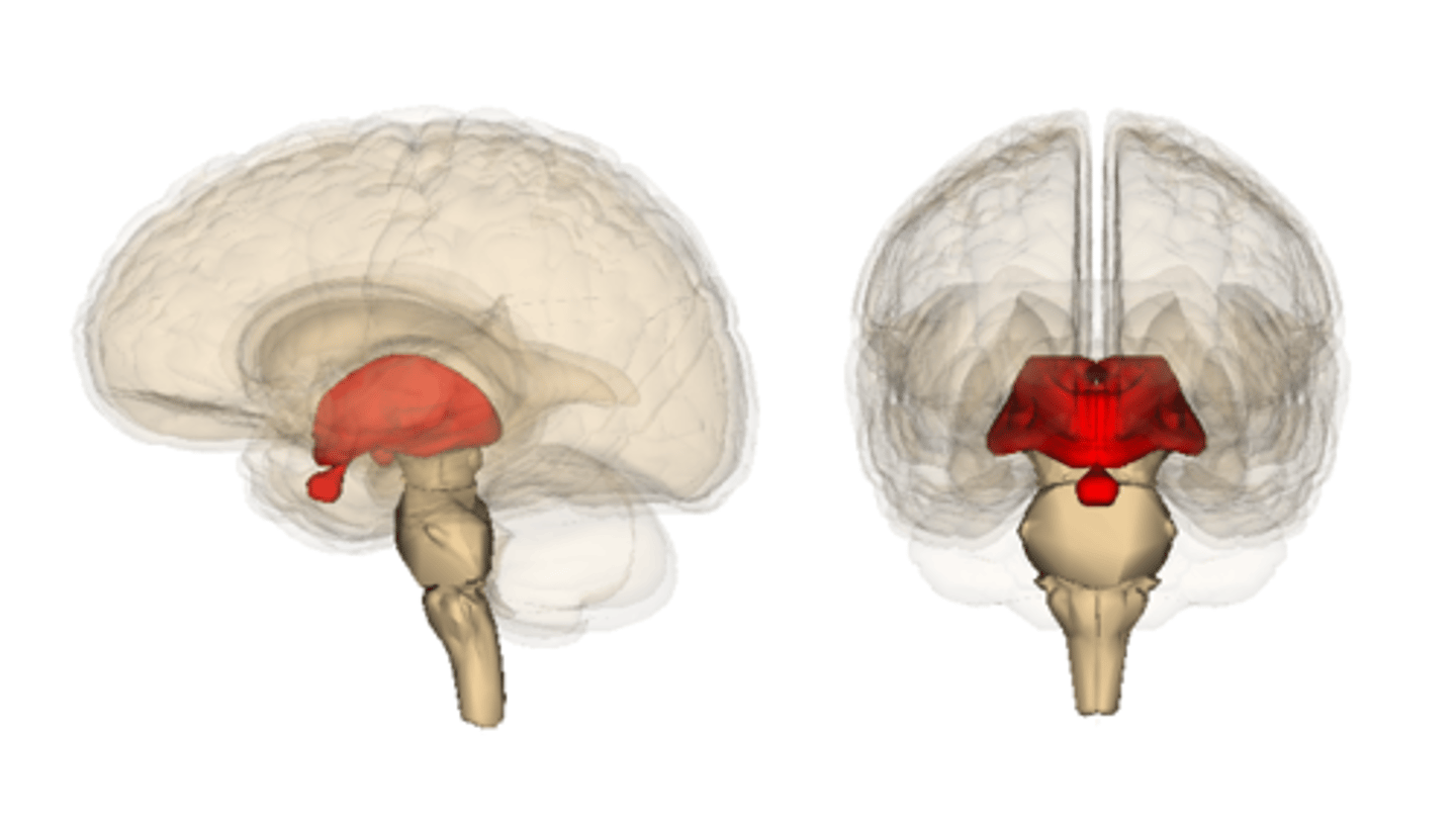 <p>portion of the brain above the brain stem that consists of the thalamus, epithalamus, &amp; hypothalamus</p>