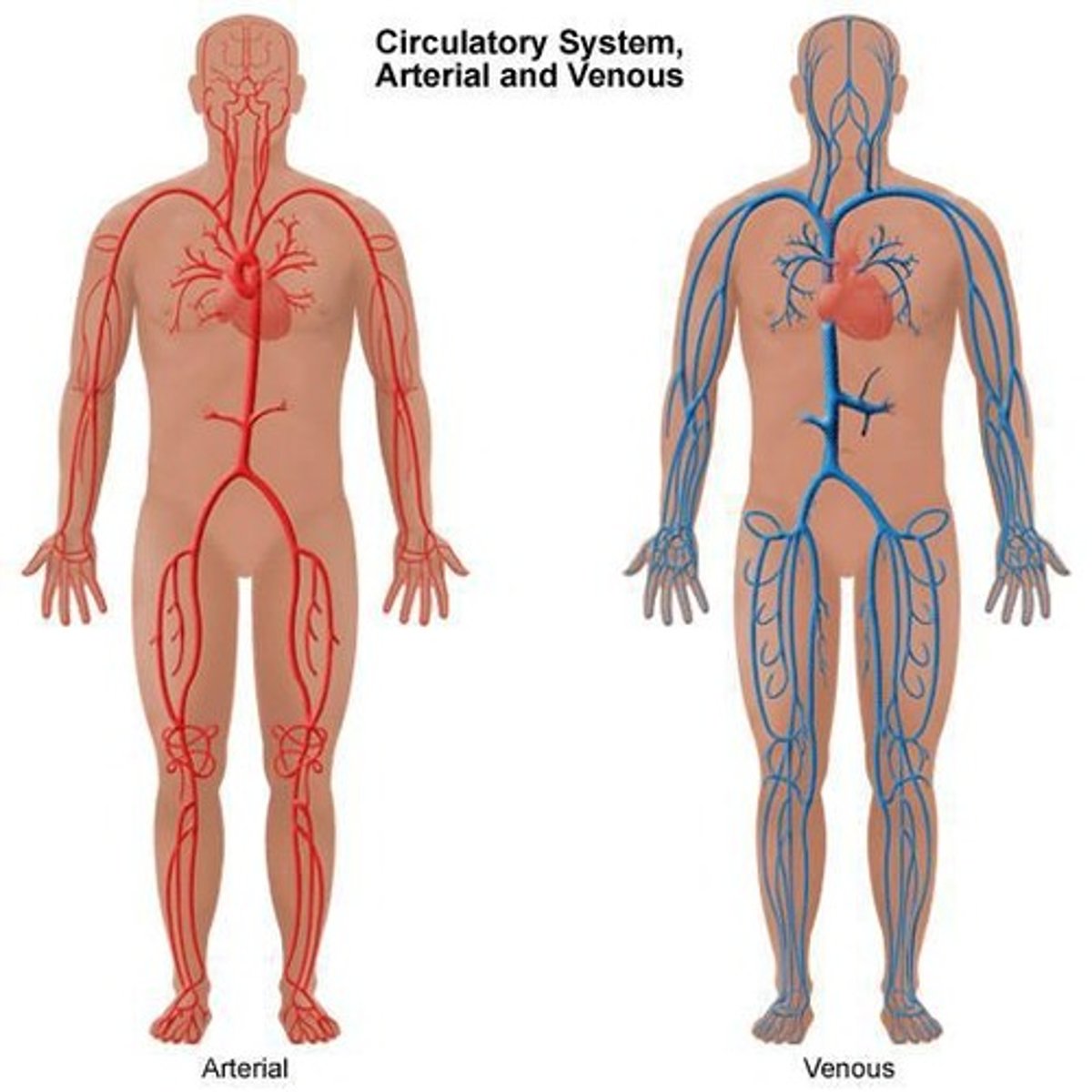 <p>Blood clot in a deep vein</p><p>Sxs:</p><p>Pain</p><p>Swelling</p><p>Warmth + Redness (dt inflammation)</p><p>Occurs mostly in leg (calf)</p><p>Cx's:</p><p>Surgery</p><p>Pregnancy</p><p>Trauma</p><p>Hormones</p><p>Refer to doppler ultrasound</p><p>Rx:</p><p>Anticoagulant</p>
