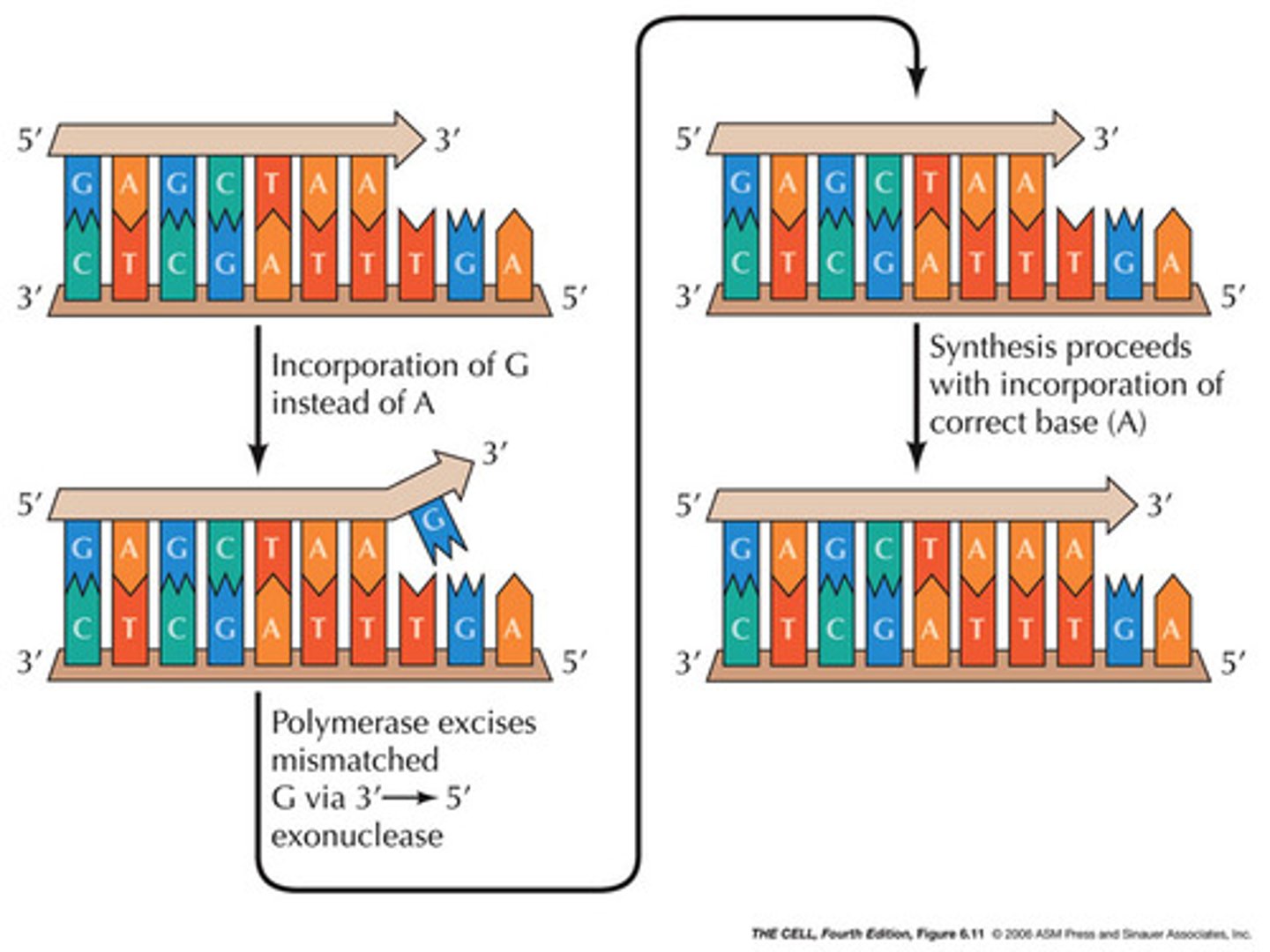 <p>The process by which DNA polymerases correct errors in DNA synthesis.</p><p>-uses 3' to 5' exonuclease</p>
