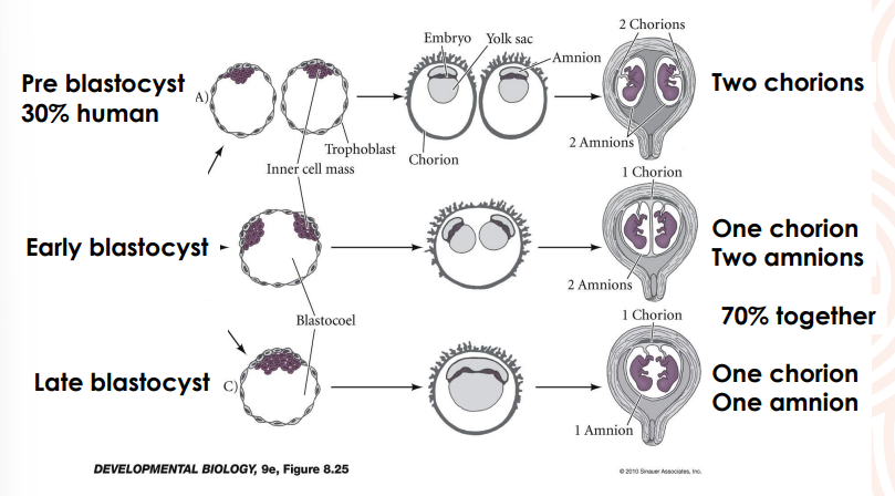 <p>Timing of separation of monozygotic twins, not a question</p>