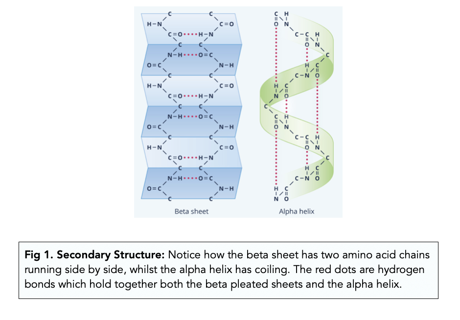 <ul><li><p>the alpha helix is stabilized by hydrogen bonds between the carbonyl oxygen (C=O) of one peptide bond and the amide hydrogen (N-H)</p></li><li><p>changing amino acids can affect the structural interaction based on the charge, bonds between R groups, and steric hindrance based on size</p></li></ul><p></p>