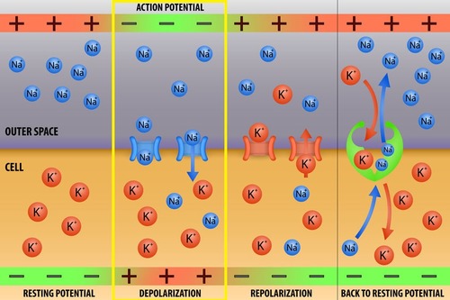 Depolarization is a change in the local charge distribution, with the inside of the cell becoming temporarily more positive relative to the resting potential. 