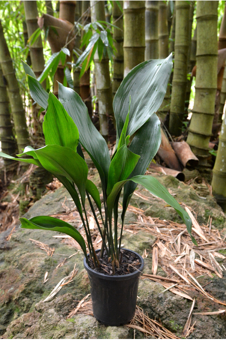 <p>aspidistra elatior</p>