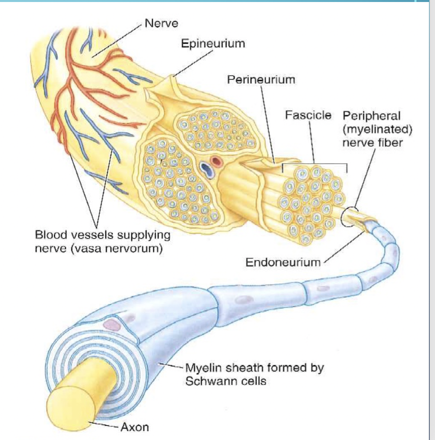 <p>The protective sheath surrounding a nerve fascicle, consisting of several layers of flat cells that provide structural support and maintain the integrity of nerve fascicles.</p>