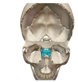 <p>What cranial bone is this?</p>