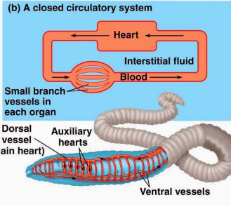 <p>Close circulatory system</p>