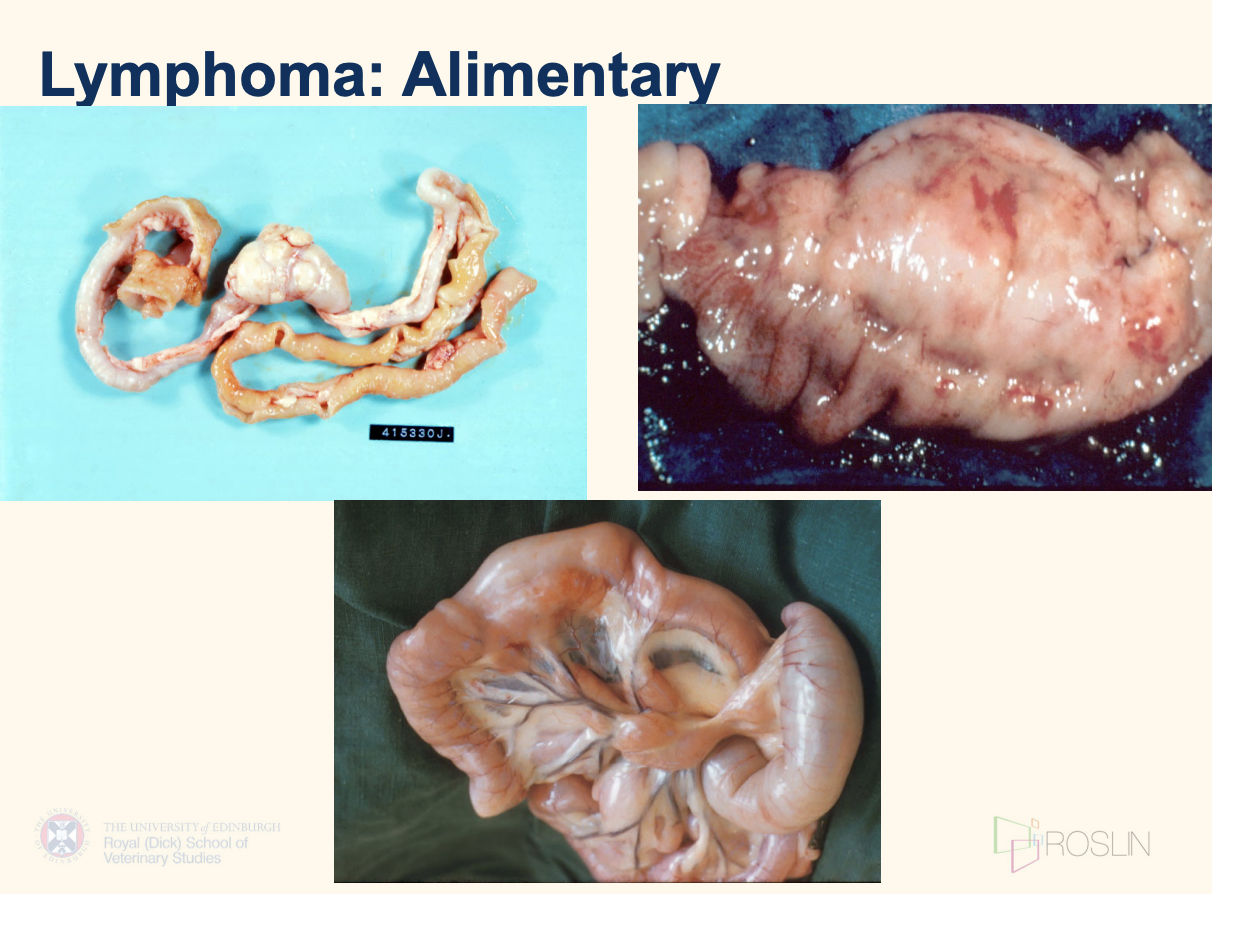 <p> can be <strong>Low-grade or high-grade (multiorgan involvement)</strong></p><p>Older cats</p><p>presentation depends on<strong> whether infiltration is diffuse/ mass-like</strong></p><ul><li><p></p></li><li><p>Hypo/anorexia – more common and severe in cats than dogs</p><ul><li><p>—&gt; Insidious weight loss</p></li></ul></li><li><p> Diarrhoea</p></li><li><p>Malabsorption/PLE</p></li><li><p><strong>Occasionally vomiting (cat&gt;dog)</strong></p><ul><li><p> mass gastric / SI involvement—&gt; secondary gastritis</p></li></ul></li></ul><p></p><p>picture: </p>