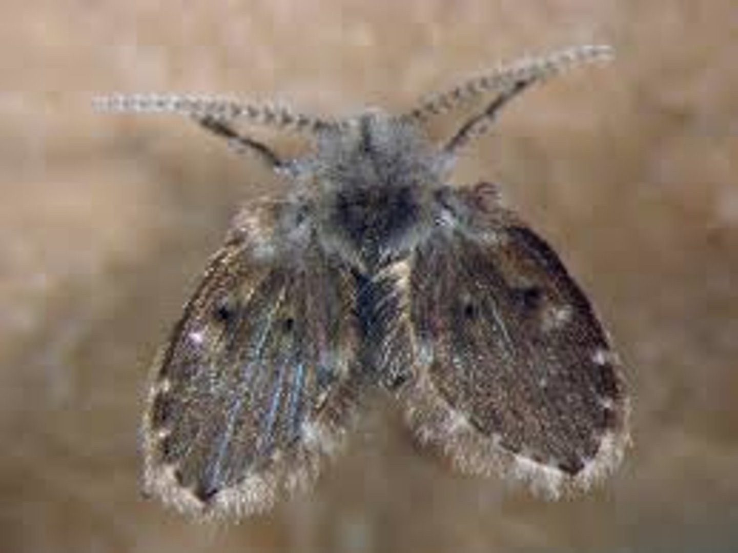 <p>Fly Family</p>