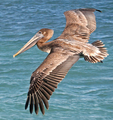 <p>Pelecanus occidentalis</p>