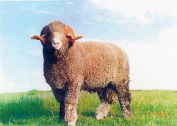 <p>A white-colored sheep with a large, angular, blocky-body type</p>