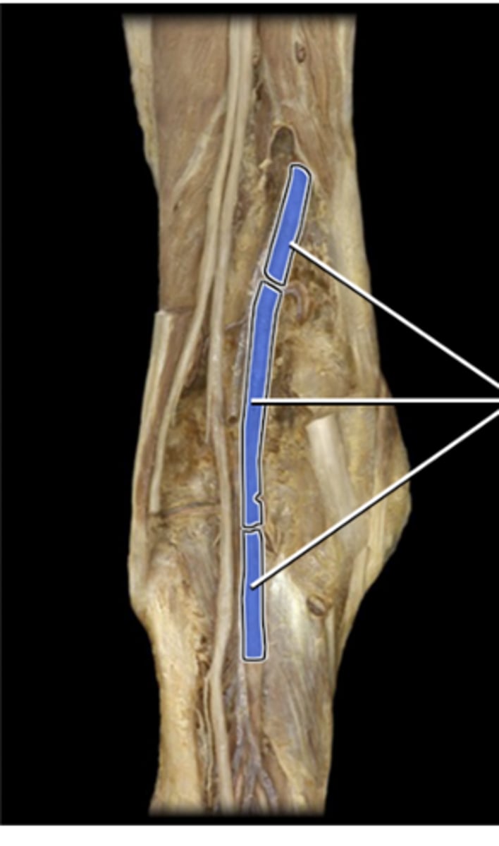 <p>Supplies blood to the knee joint, distal femur, proximal tibia, platella and proximal heads of the gastric, plantaris and the surrounding fascia and skin.</p>