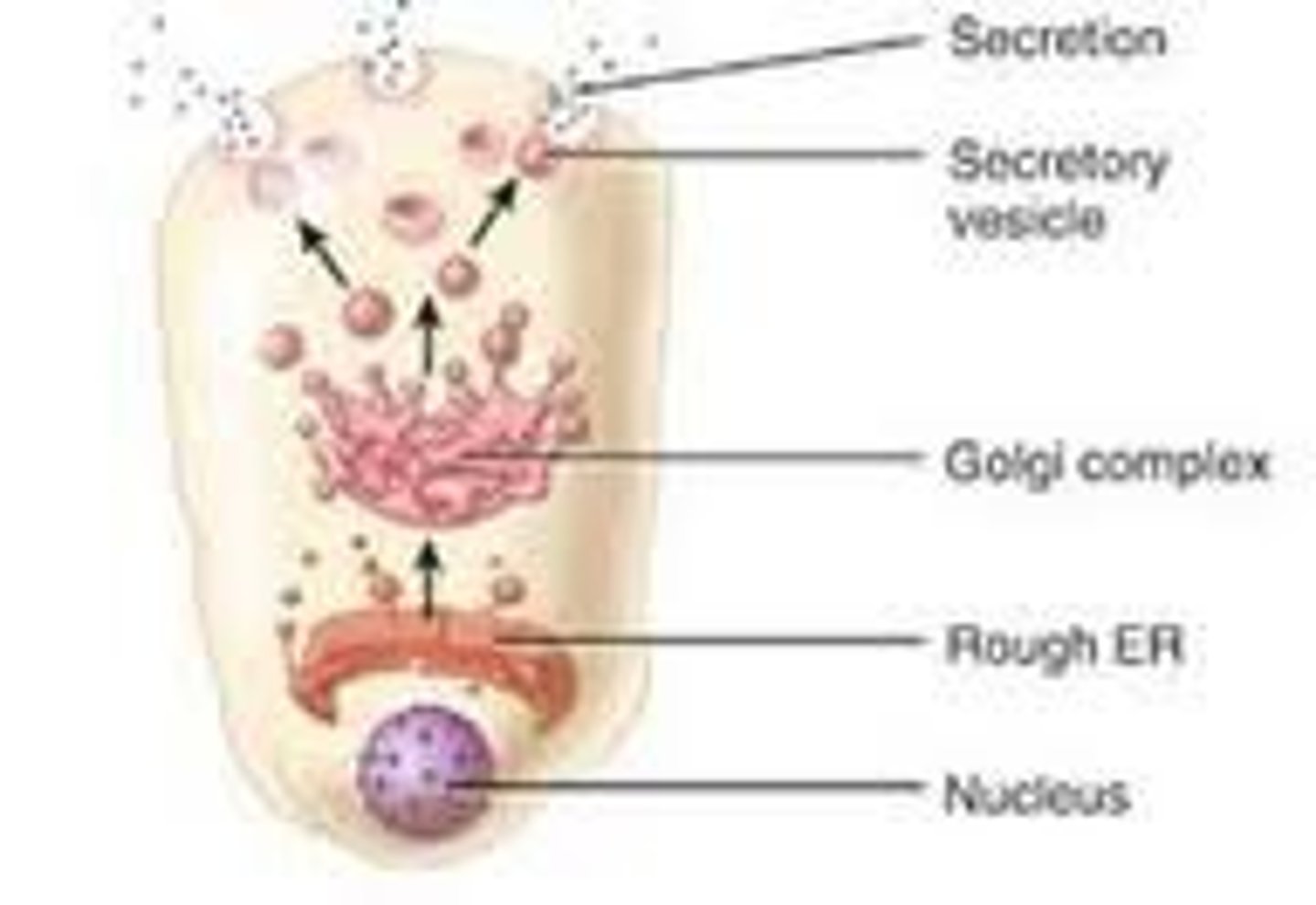 <p>- Proteins are moved from the cytoplasm to the external environment</p>