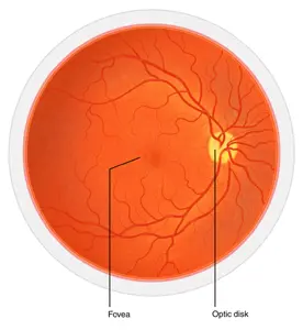 <p>Fovea centralis</p>