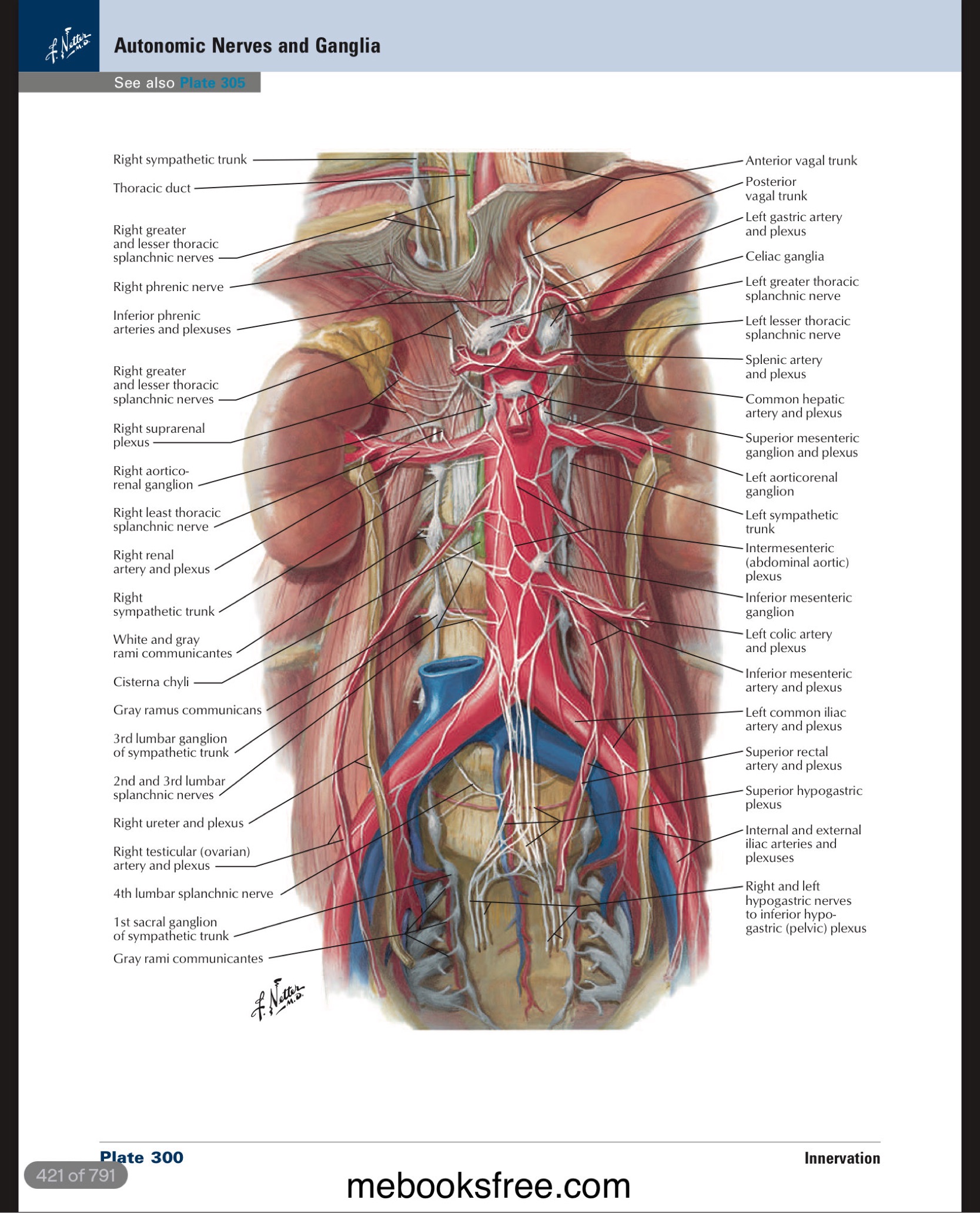 <p>splot trzewny / celiac plexus</p>