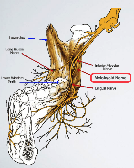 <p>mandibular dentition (accessory innervation)</p>