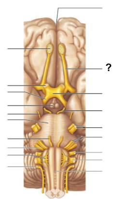 <p>The __________ <strong>carries olfactory information</strong> from the <strong>olfactory bulb</strong> to <strong>the brain</strong></p>
