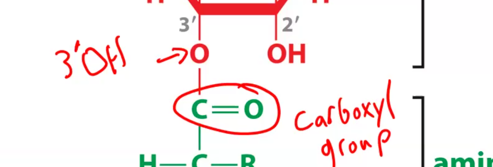 <p>covalently links amino acid to the</p><p>tRNA via a hydrogen bond between the OH and carboxyl group</p><p></p>
