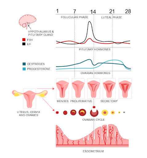 <p><strong>Corpus luteum and luteal phase</strong></p><ul><li><p>Hormones stop here</p></li><li><p>After ovulation the leftover follicle become the corpus luteum</p></li><li><p>the corpus luteum then secretes progesterone (and some estrogen) - aka secretory phase</p></li><li><p>this progesterone prepare uterine lining for preg</p></li></ul><p></p><p>If fertilization </p><ul><li><p>corpeus luteum recognizes the hcg produced by the developing embyo and stops producing progesterone</p></li><li><p>hCG “rescues” the corpus luteum, keeping it alive.</p><p>The corpus luteum continues producing progesterone (and some estrogen) to maintain the endometrium and support the pregnancy in the first trimester.</p></li></ul><p></p><p>If no fertilization</p><ul><li><p>there’s no hCG (human chorionic gonadotropin).</p><p>Without hCG, the corpus luteum degenerates → corpus albicans → progesterone and estrogen drop → functional layer of the endometrium sheds = menstruation.</p></li></ul><p></p>