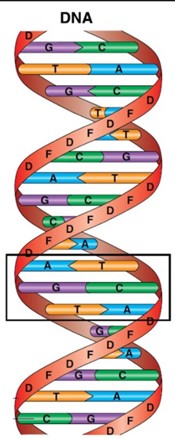 Fosfatsyre (sukker og fosfor), basene ACTG 

Til hvert sukkermolekyl er det bundet en base (et organisk molekyl som inneholder nitrogen). Basene er "trinnene" i stigen. 

\
