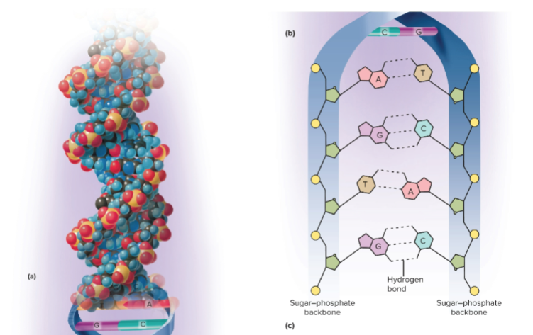 <p>Double helix</p>