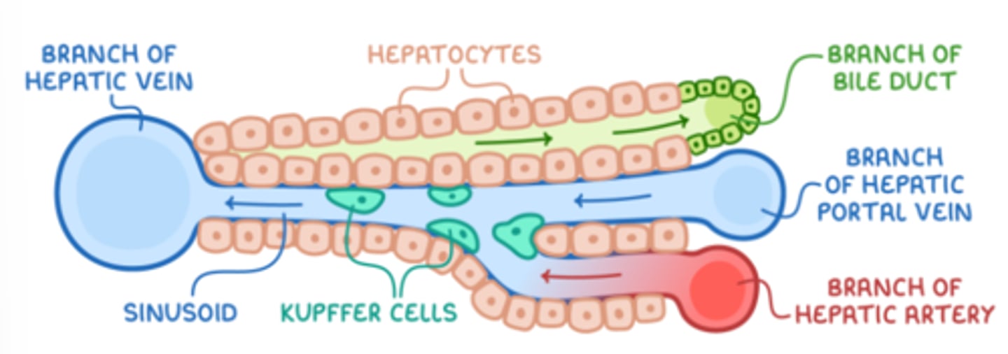 <p>- Made of hepatocytes</p><p>- Has central vein attached to the hepatic vein (to remove deoxygenated blood)</p><p>- Sinusoids act as capillaries</p><p>- Kupffer cells ingest pathogens (protect against disease)</p><p>- Bile canaliculus connects bile duct to central vein</p>