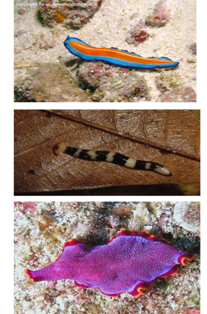 <p>phylum platyhelmithes, free living, flatworms with broad bodies, lack specialized structures so body must be moist,&nbsp;</p>