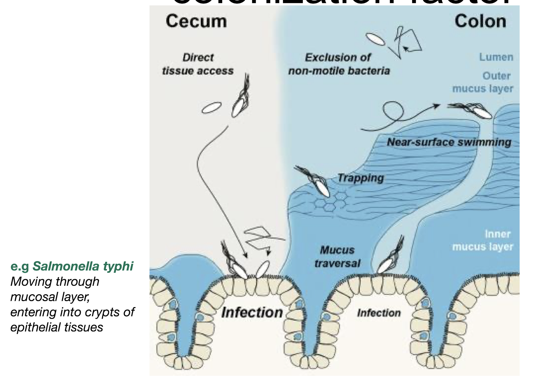 <p>It contributes to <strong>virulence</strong> and <strong>colonization</strong>, <strong>enabling movement <u>toward</u> attractants and <u>away</u> from repellents </strong></p>