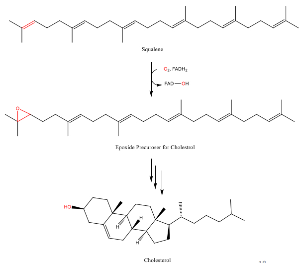 <ul><li><p>Cholesterol is a steroid that can be biosynthesized in living organism from a squalene intermediate </p></li><li><p>Squalene is a triterpene that is found in plants and animals </p><ul><li><p>It was first discovered in shark liver oil </p></li></ul></li><li><p>Squalene is also used in cosmetics, as it is a great lubricant</p></li></ul><p></p>