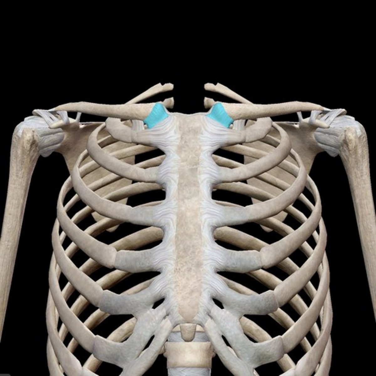 <p>- anterior portion of SC ligament</p><p>- connects anterior aspect of manubrium of sternum to anterior aspect of clavicle</p><p>- limits anterior movement of medial end of clavicle on sternum (manubrium) during scapular retraction</p><p>- limits posterior motion of the clavicle during scapular protraction</p>