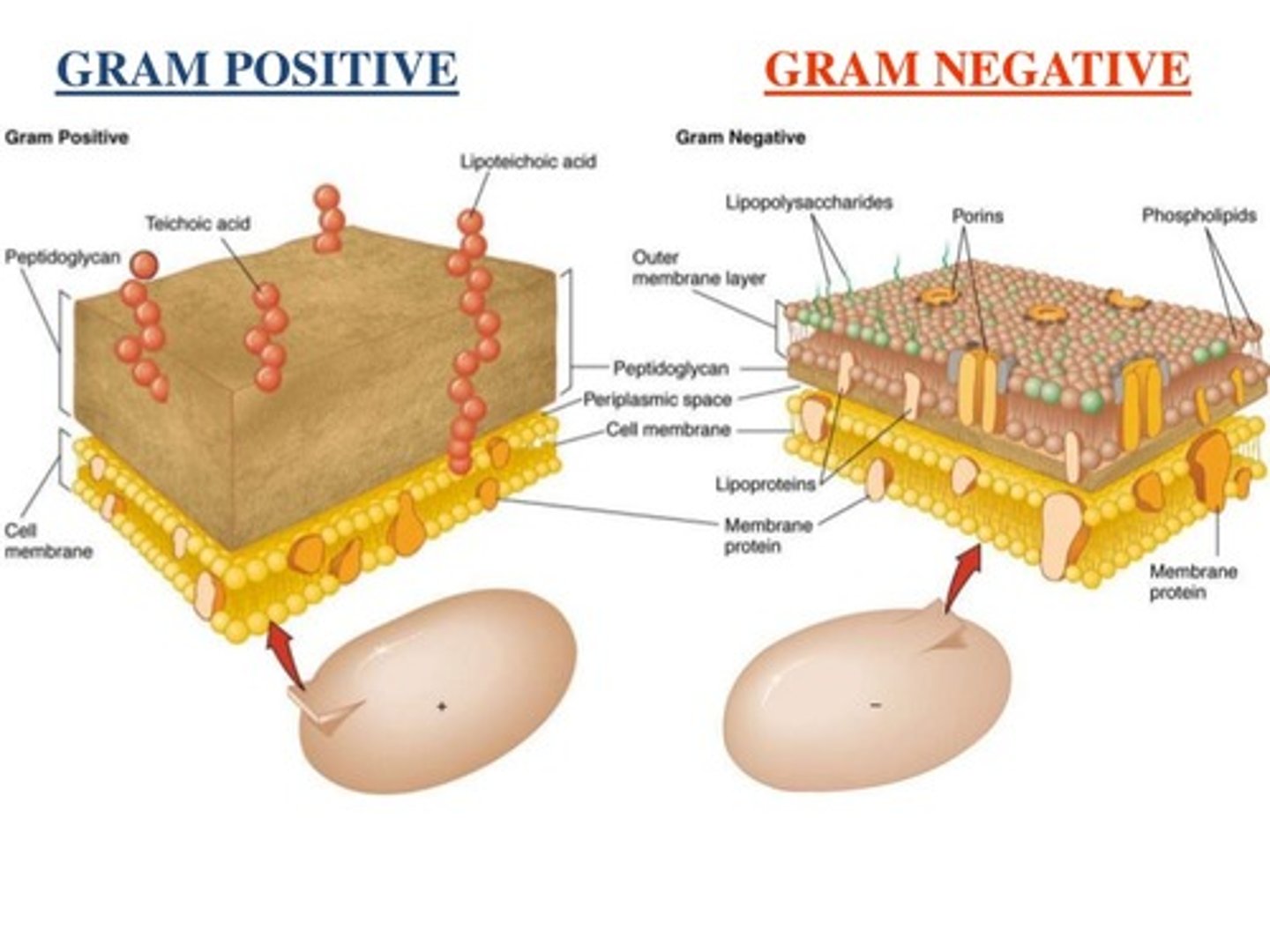 <p>The Cell Wall of a gram-positive bacteria is much thicker than that of a gram-negative bacteria.</p>