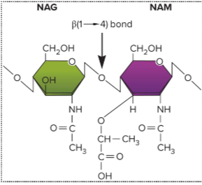 <p>breaks beta (1-4) bond between NAG and NAM; destabilizes wall on outside</p>