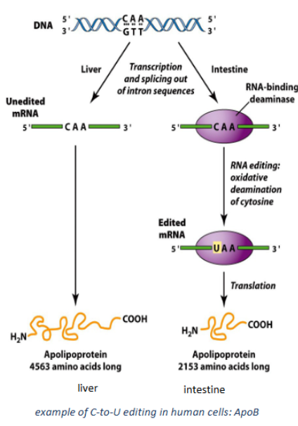 <p>apolipoprotein B is ,much different in liver vs intestine to to C to U editing creating a stop codon in intestines</p>