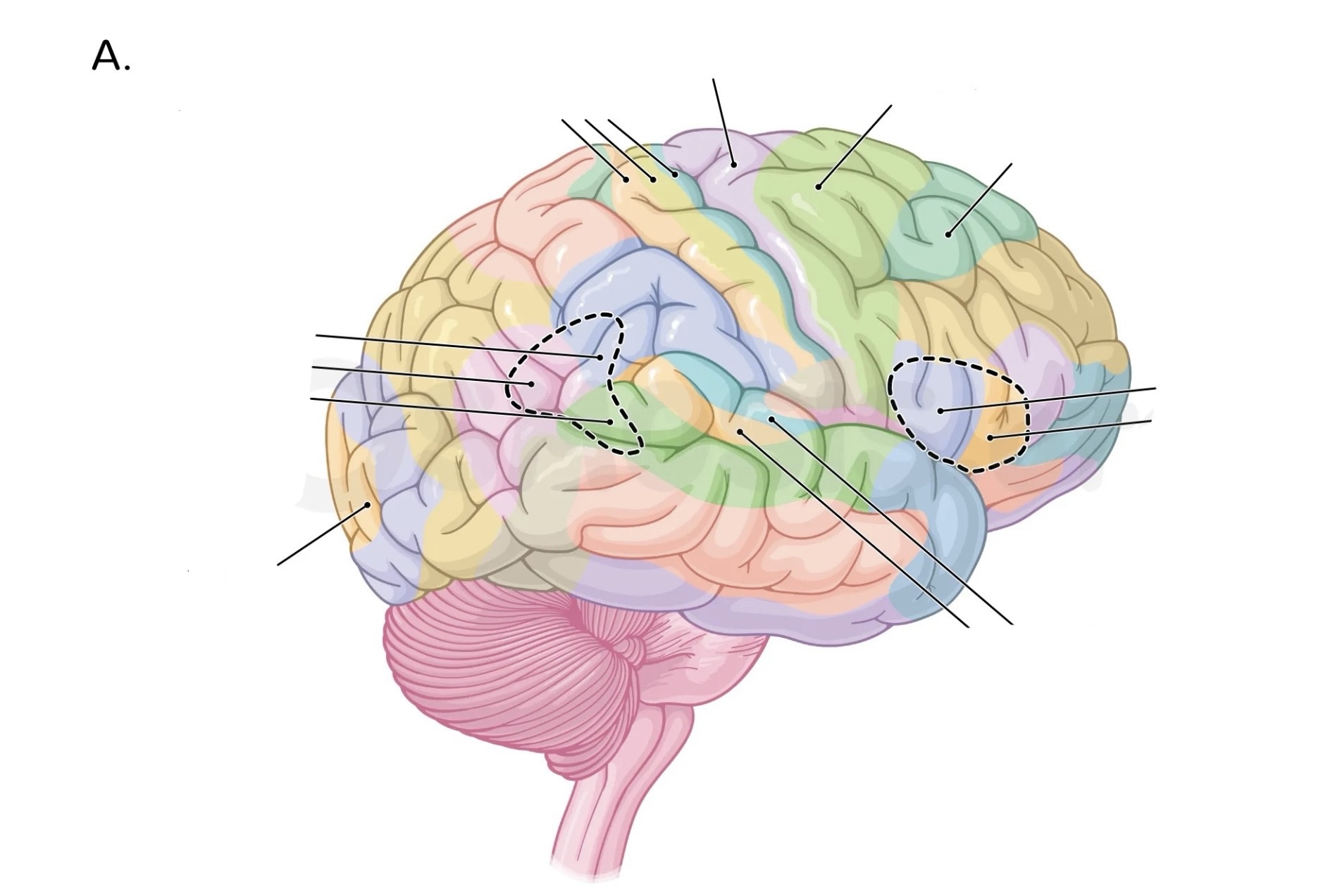 <p>Brodmann’s areas </p>